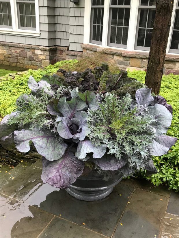 a potted plant with purple and green leaves in front of a house on a rainy day