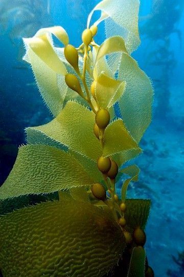 some very pretty yellow flowers in the water