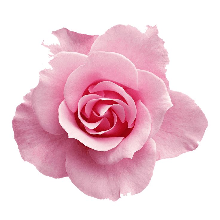 a single pink rose is shown on a white background for use as a postcard