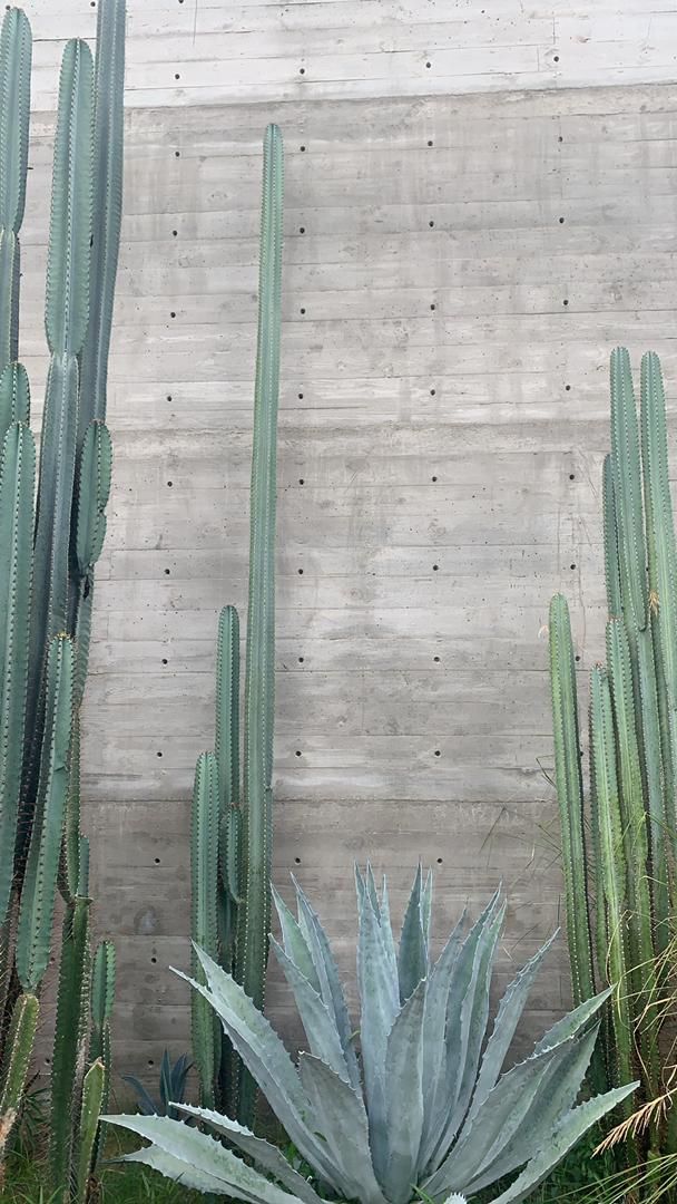 cactuses and succulents in front of a concrete wall