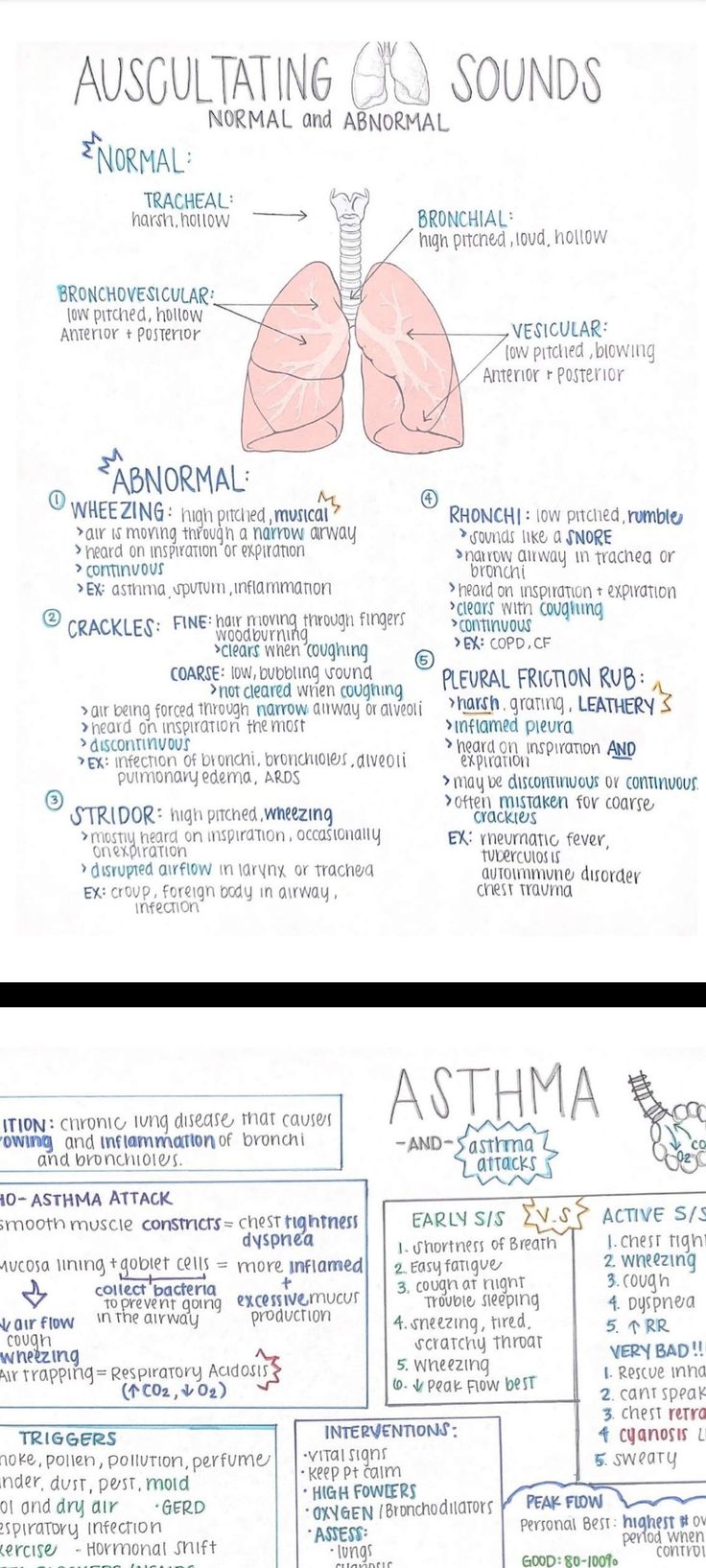 the anatomy and functions of the human body, including the heart, lungs, stomachs,