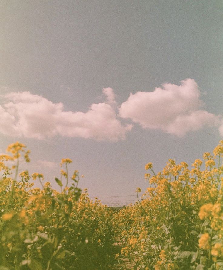 a field full of yellow flowers under a cloudy blue sky