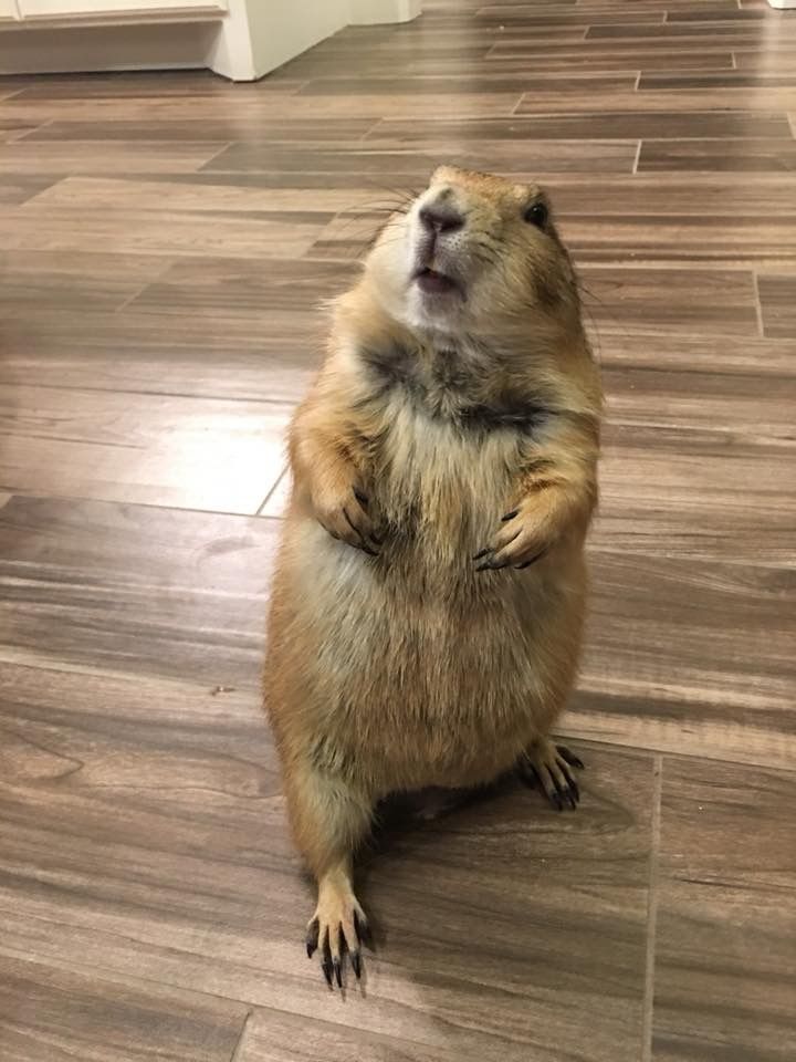 a small rodent standing on its hind legs in the middle of a room with wood flooring