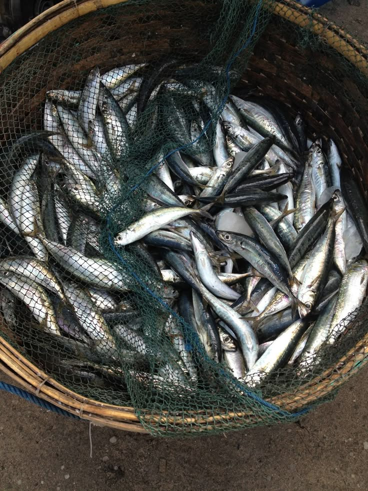 a basket full of fish sitting on the ground