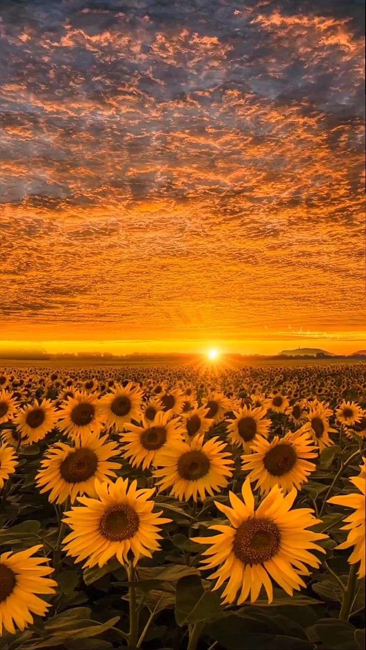 the sun is setting over a large field of sunflowers