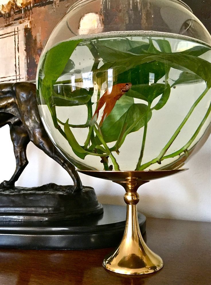 a goldfish bowl filled with water and plants on top of a wooden table next to a statue