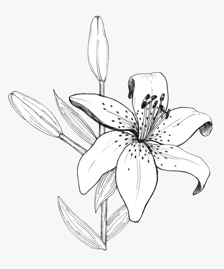 an ink drawing of a lily flower on a white background royalty free stock photo, images and illustrations