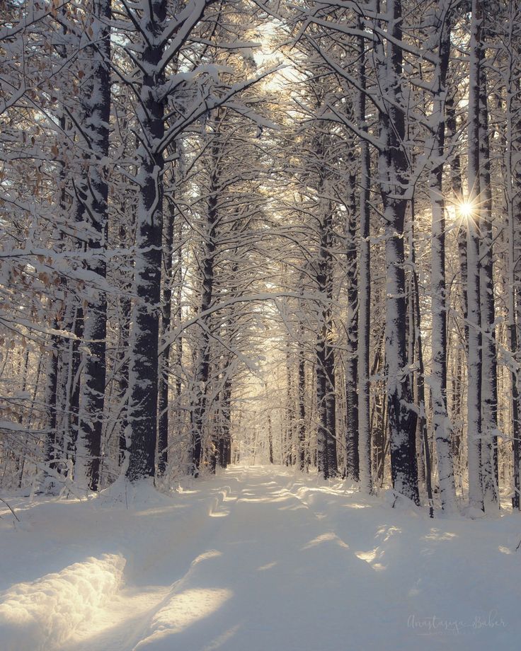 the sun is shining through the trees in the snow