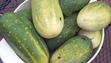 a white bowl filled with cucumbers sitting on top of a metal grate