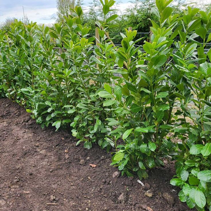 a row of green plants growing in the dirt