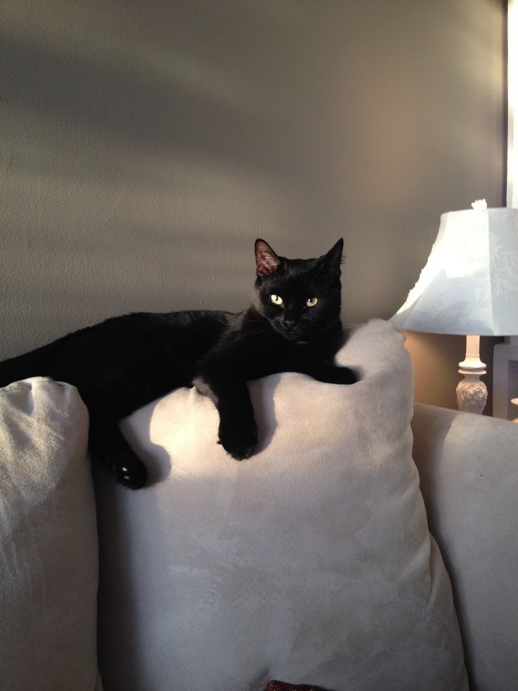 a black cat laying on top of a white couch next to a lamp and lampshade