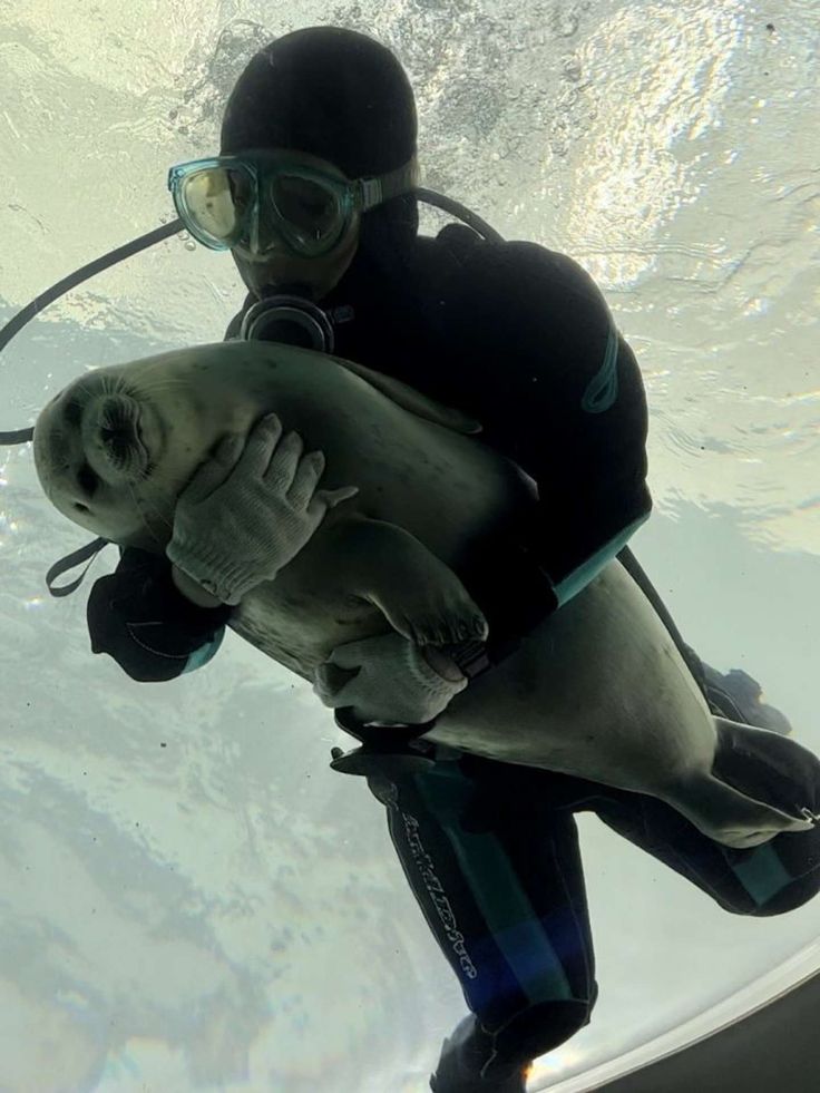 a man in scuba gear holding a seal up to his face while wearing goggles