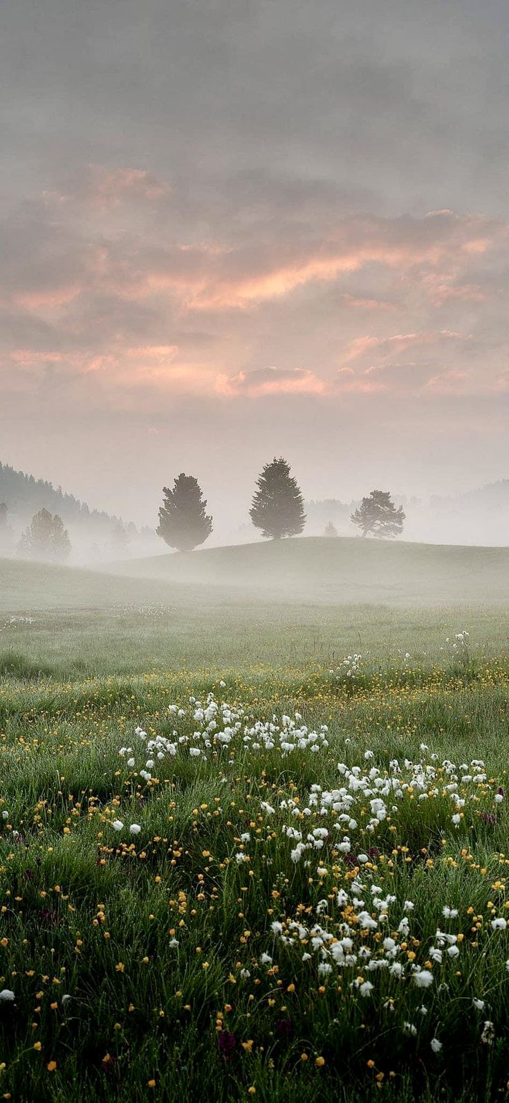 an open field with flowers and trees in the distance on a foggy day at sunset