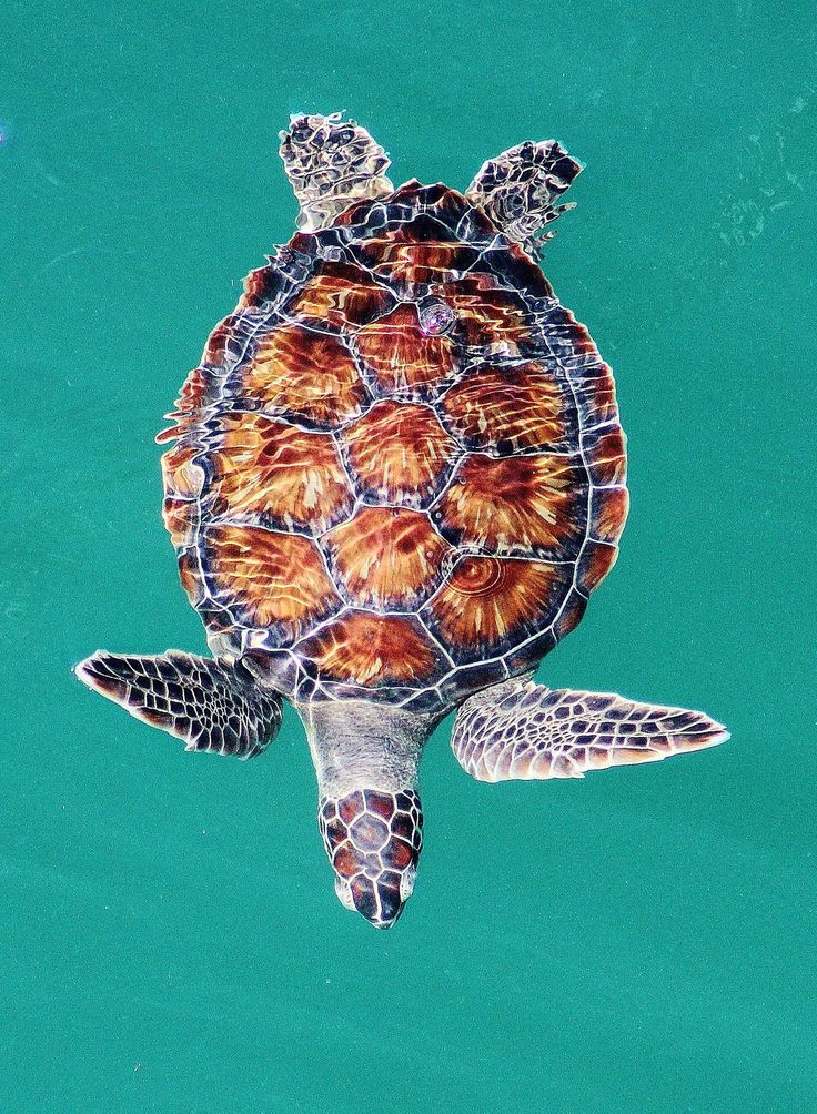 a sea turtle swimming in the water