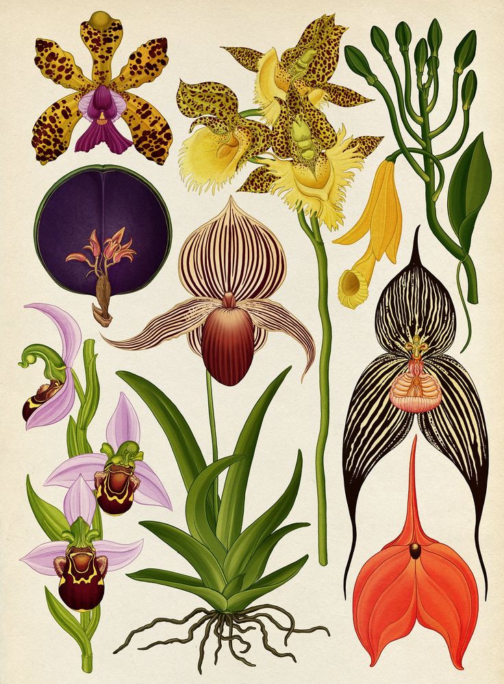 an illustration of different types of orchids