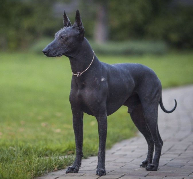 a black dog standing on top of a brick walkway