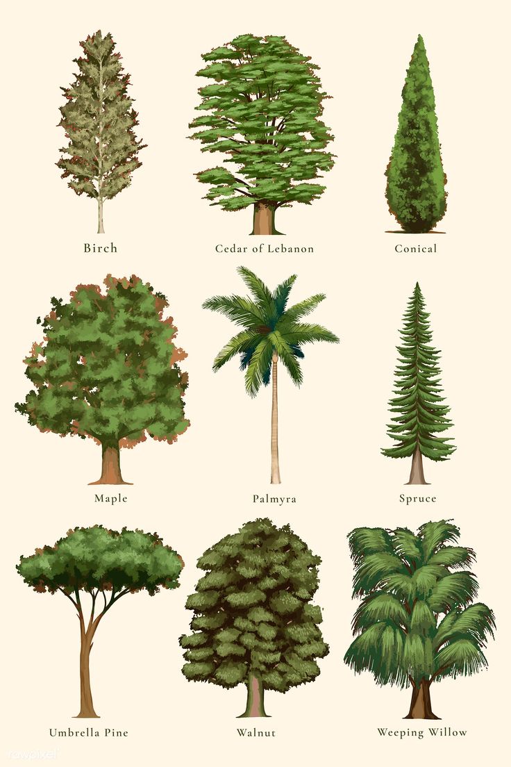 different types of trees are shown in this illustration