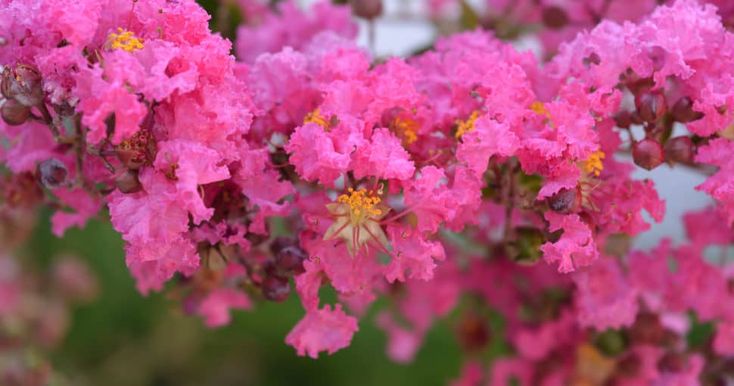 pink flowers are blooming on the tree