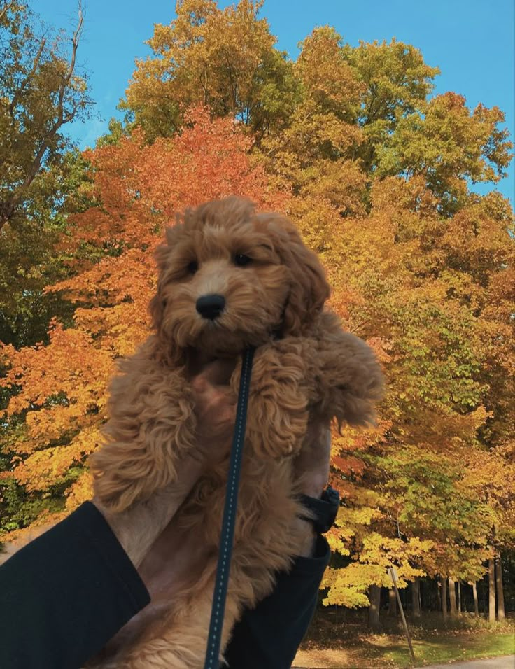 a person holding a dog in their arms with fall trees behind them and blue sky