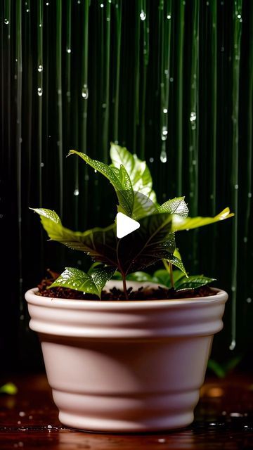 a potted plant with green leaves and water droplets on the window sill, in front of a rain shower