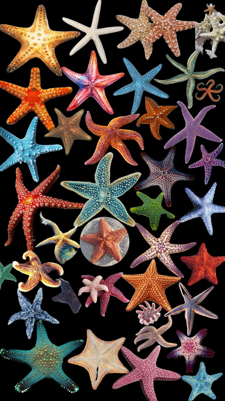 many different colored starfishs on a black background