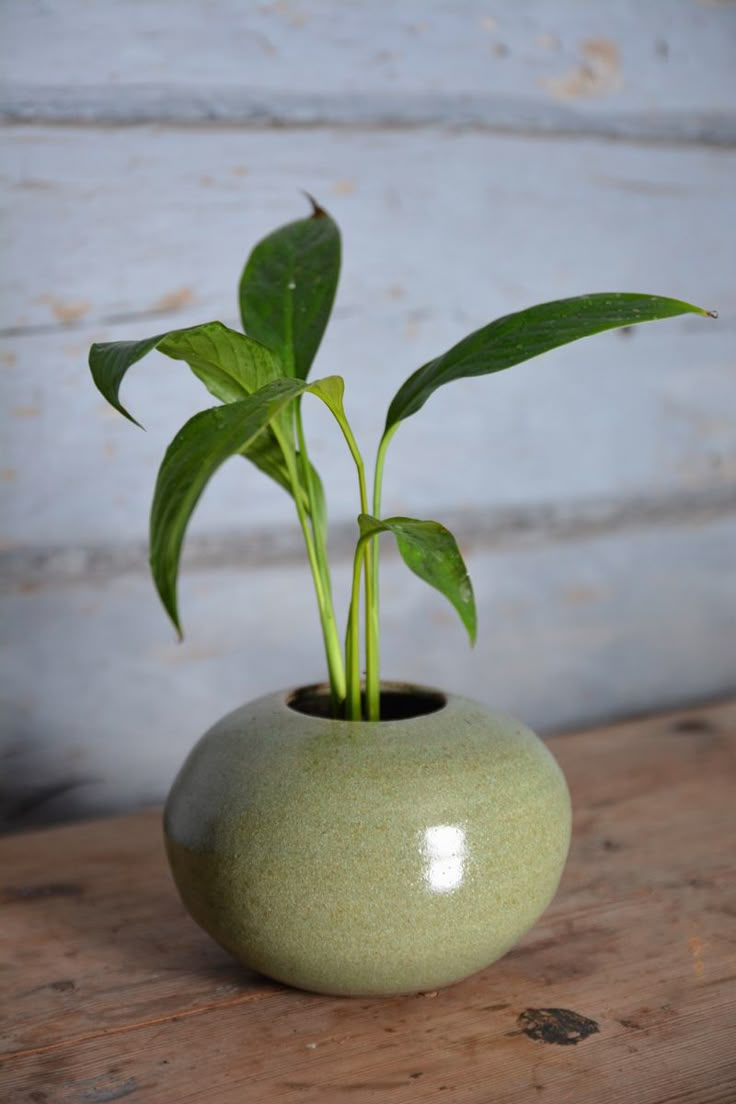 a plant in a green vase on a wooden table