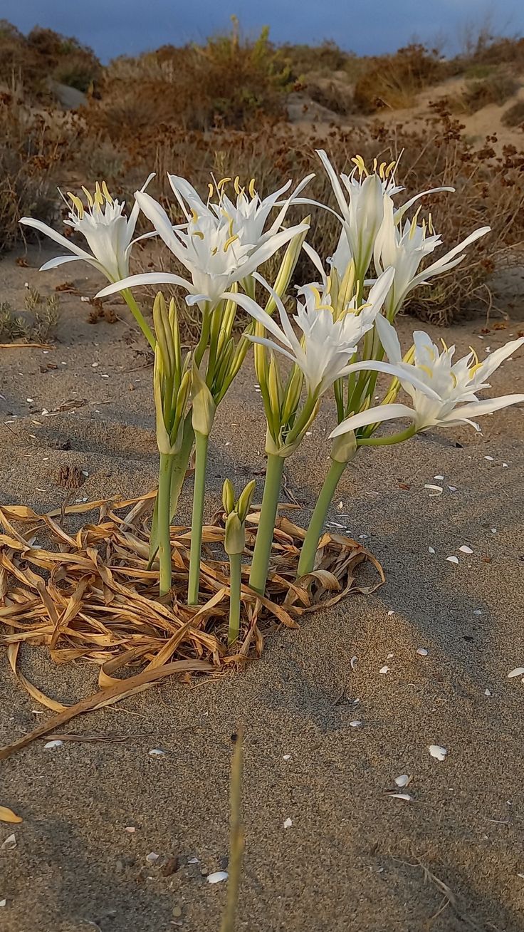 some white flowers are growing out of the sand