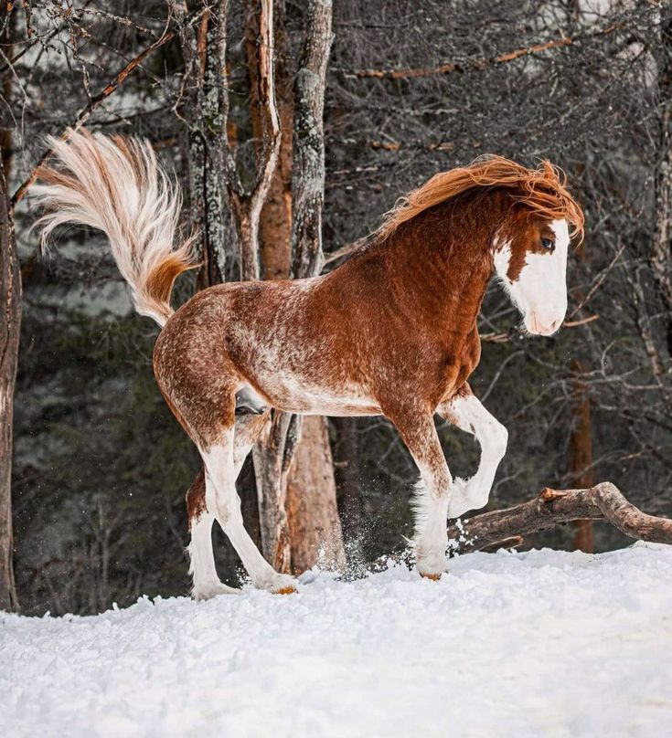 a brown and white horse standing in the snow next to some tree's on a snowy day