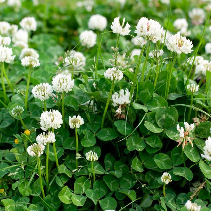 some white flowers and green leaves in the grass