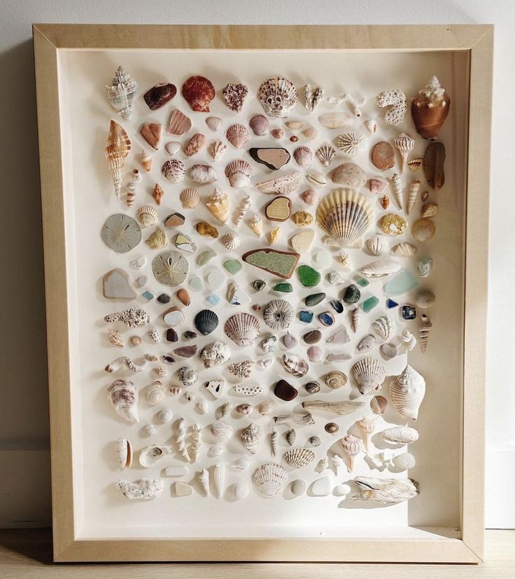 a shadow box filled with seashells and shells