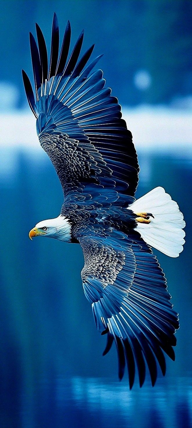 an eagle flying through the air with its wings spread