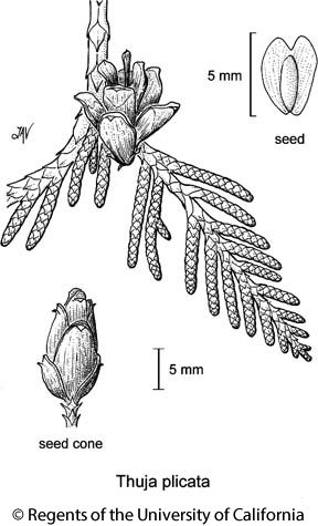 the diagram shows an arrangement of flowers and leaves, with seed cones on each branch