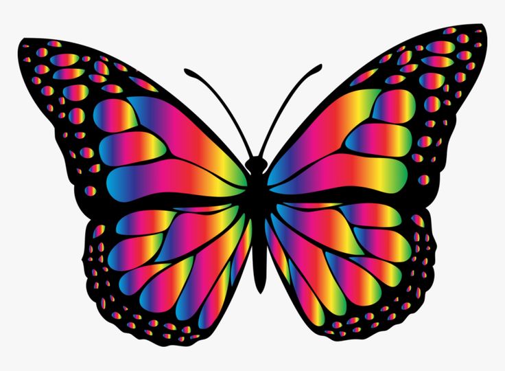 a colorful butterfly on a white background