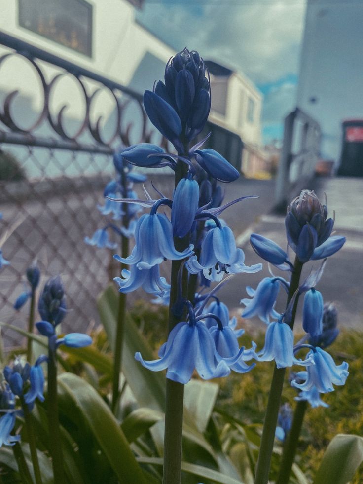 blue flowers in front of a metal fence