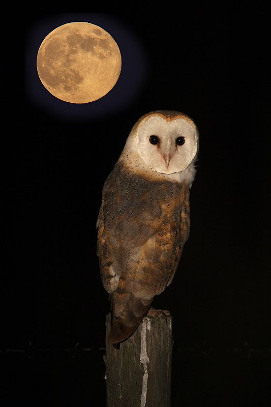 an owl sitting on top of a wooden post with the moon in the background