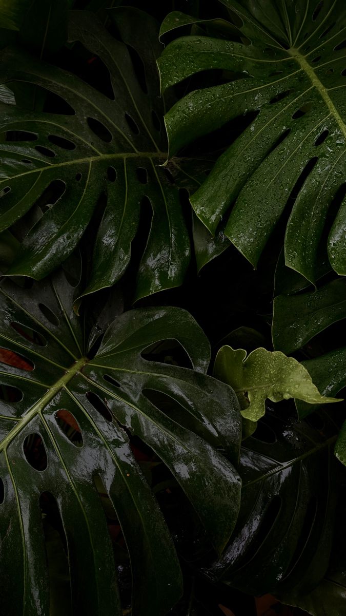 green leaves with drops of water on them in the dark night time, close up