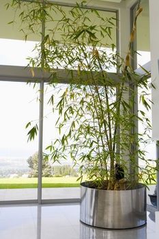 a potted bamboo plant sitting on top of a counter in front of a window