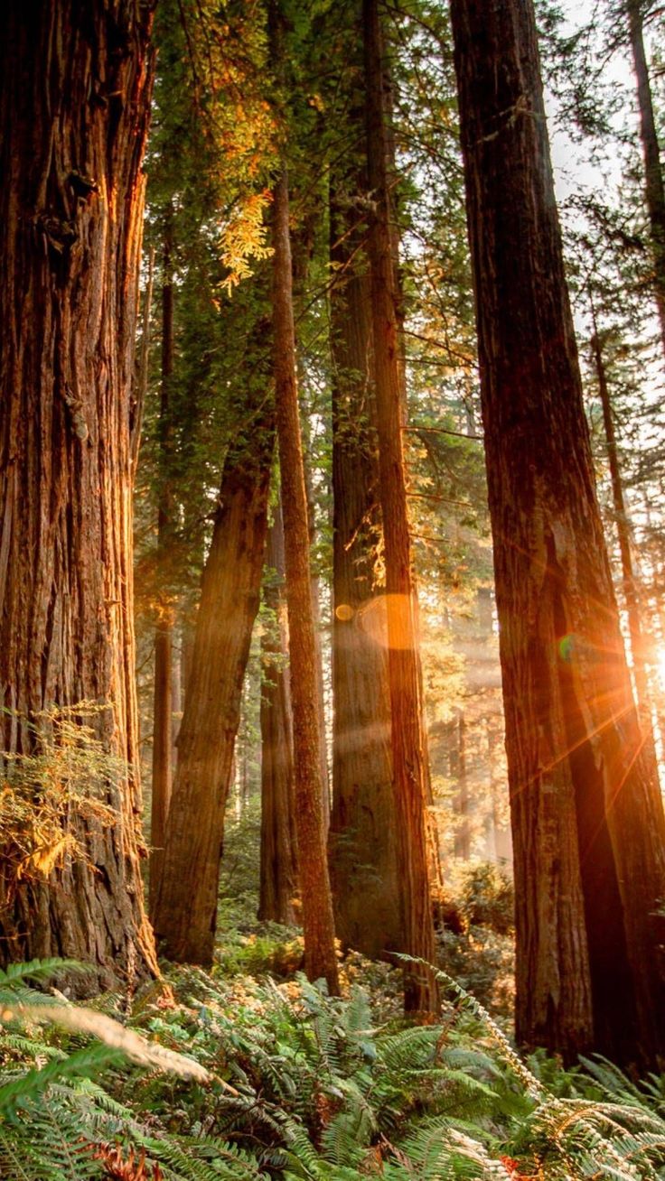 sunlight shining through the trees in a forest