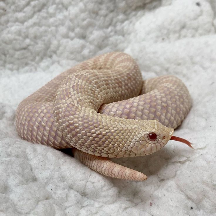 a close up of a snake on a white surface