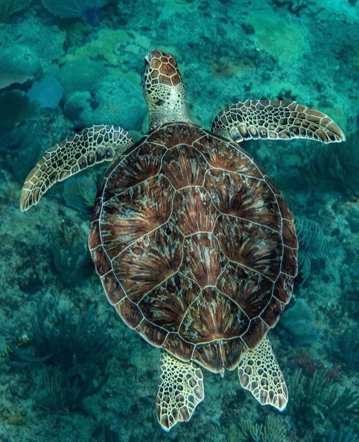 a sea turtle swimming in the ocean