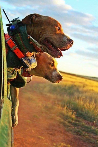 two dogs are looking out the window of a vehicle on a dirt road with grass in the background