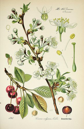 an illustration of some flowers and leaves