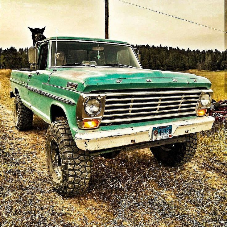 an old green truck parked in a field with a black cat sitting on the hood