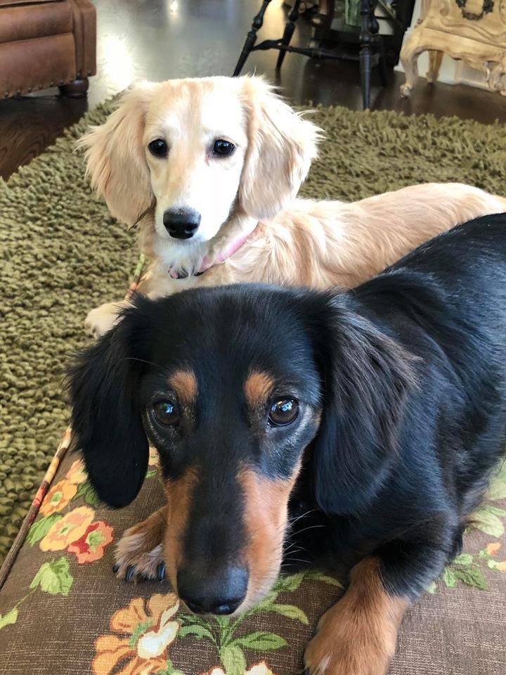 two dogs are sitting on the couch together