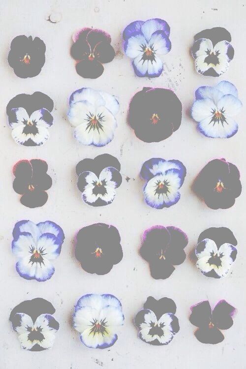 black and white pansies are arranged in an arrangement on the wall, including one with four petals