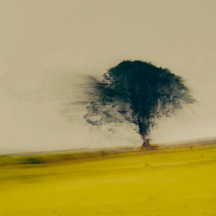 an abstract photograph of a tree in the middle of a field with yellow grass and gray sky