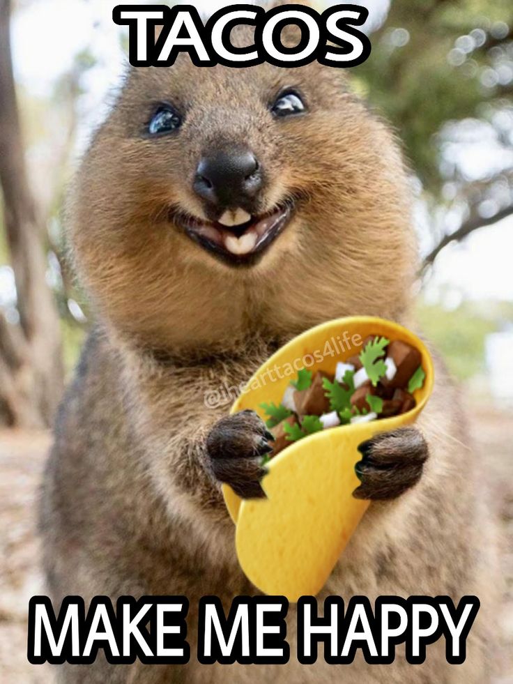 an animal holding a taco in it's hand with the caption make me happy