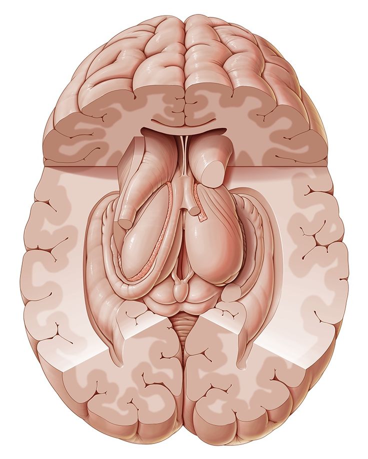 an image of the inside of a human brain