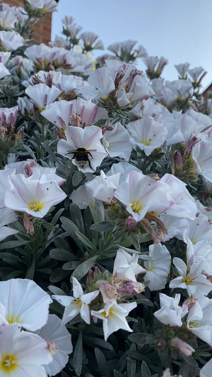 many white flowers are growing in the ground