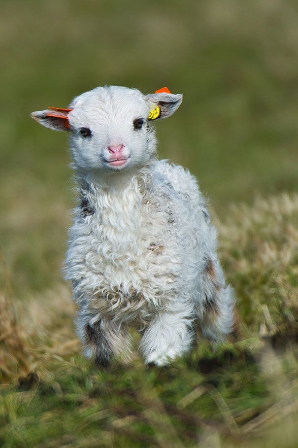 a small white sheep standing on top of a grass covered field